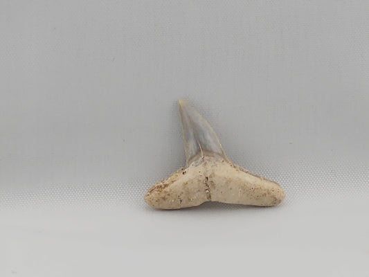 Lemon Shark Tooth ID#54