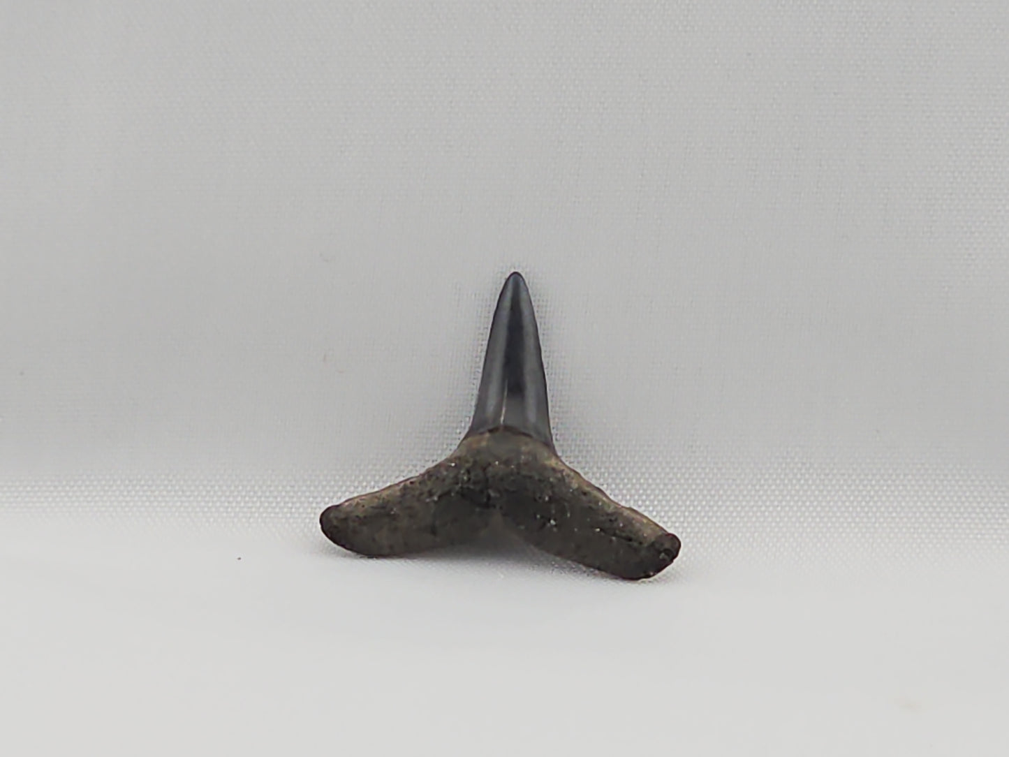 Lemon Shark Tooth ID#55