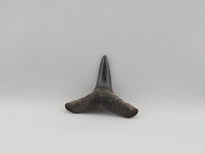 Lemon Shark Tooth ID#55