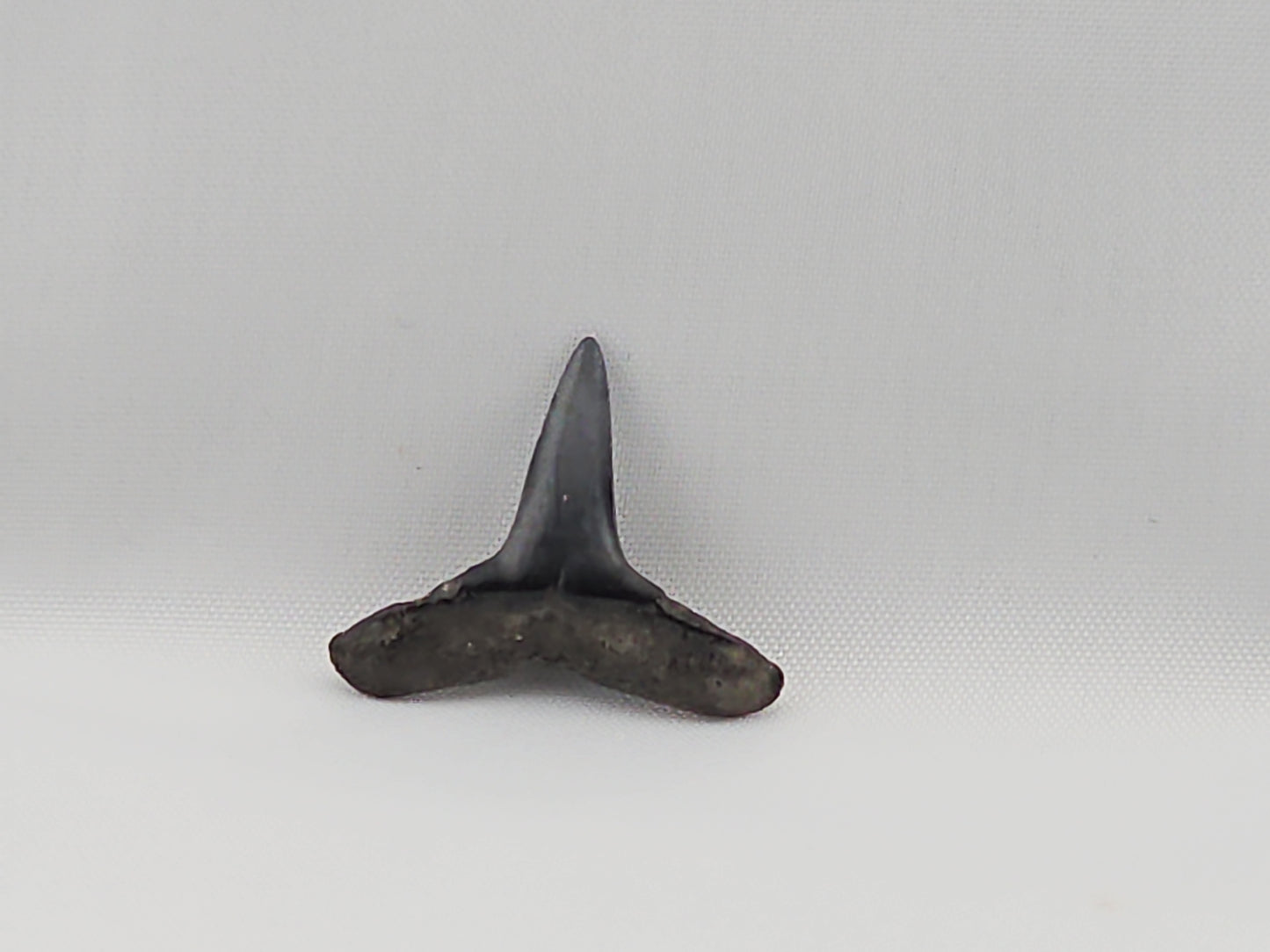 Lemon Shark Tooth ID#55