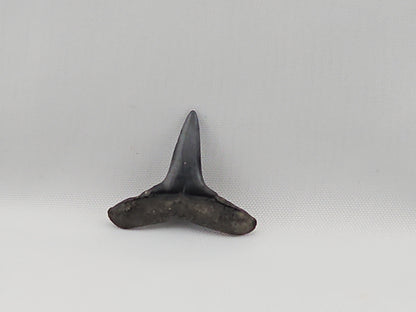Lemon Shark Tooth ID#55