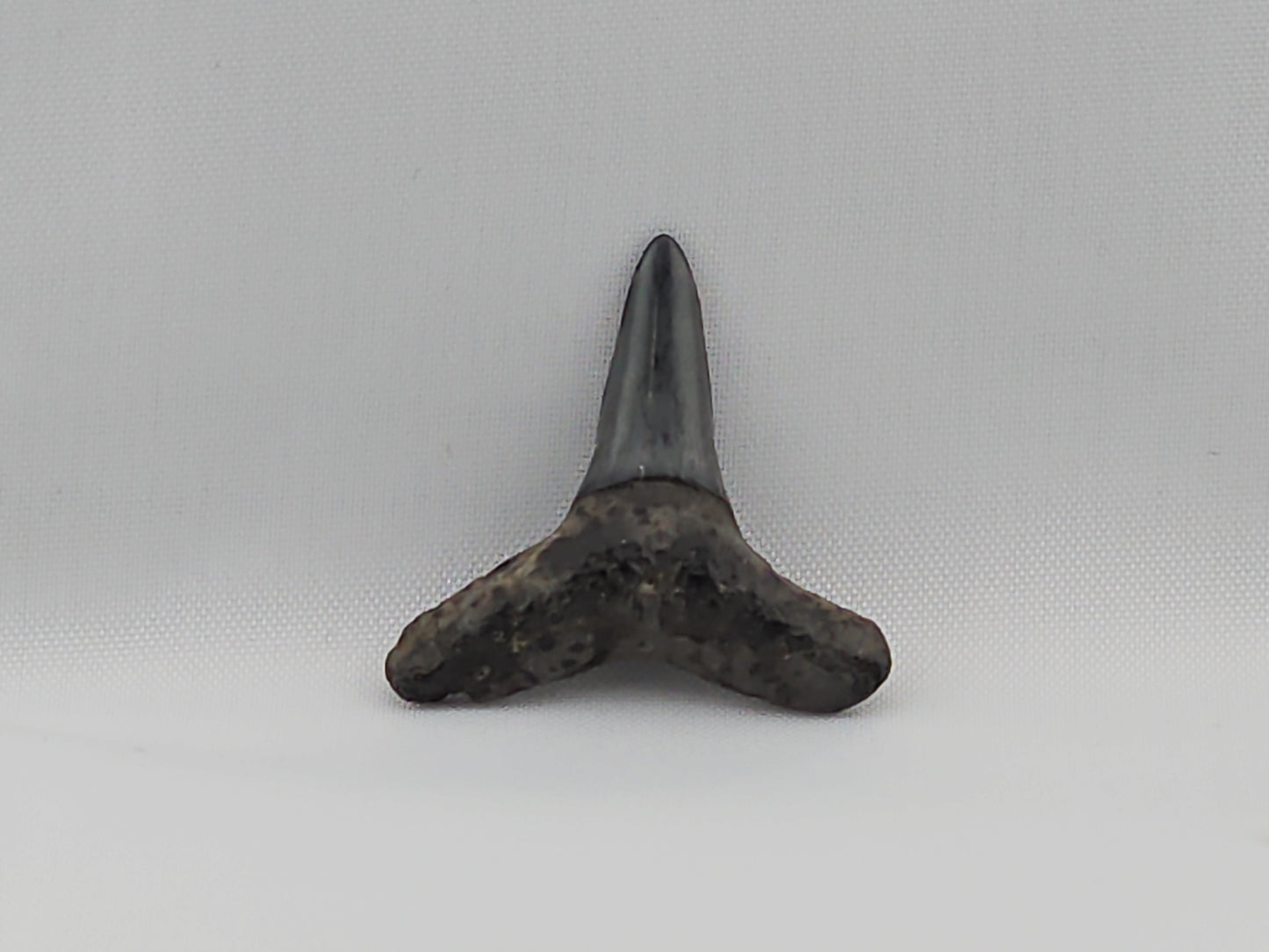 Lemon Shark Tooth ID#56