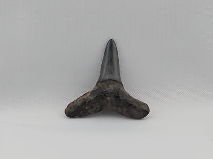 Lemon Shark Tooth ID#56