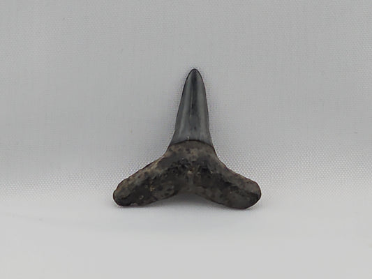 Lemon Shark Tooth ID#56