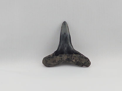 Lemon Shark Tooth ID#56