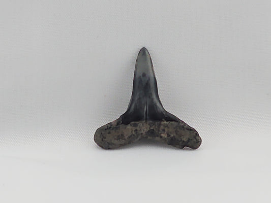 Lemon Shark Tooth ID#56