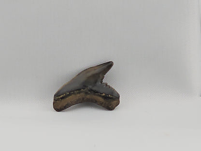 Tiger Shark(Extinct) Tooth ID#57