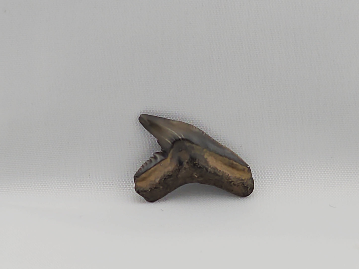 Tiger Shark(Extinct) Tooth ID#57