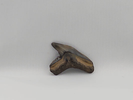 Tiger Shark(Extinct) Tooth ID#57