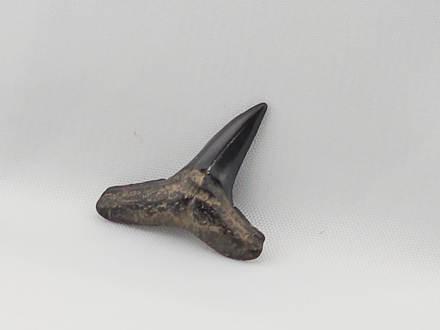 Lemon Shark Tooth ID#58