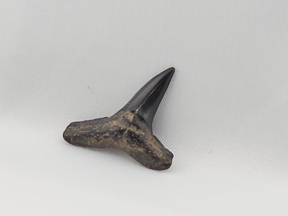 Lemon Shark Tooth ID#58