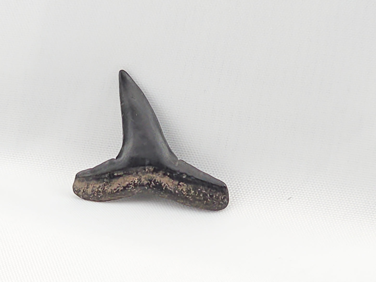 Lemon Shark Tooth ID#58