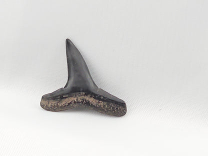 Lemon Shark Tooth ID#58