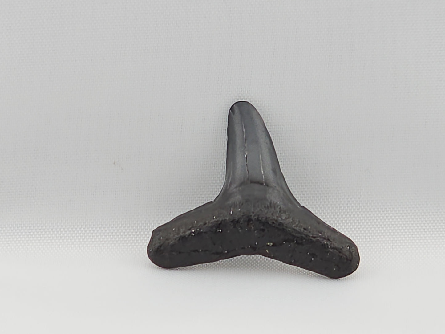 Lemon Shark Tooth ID#59