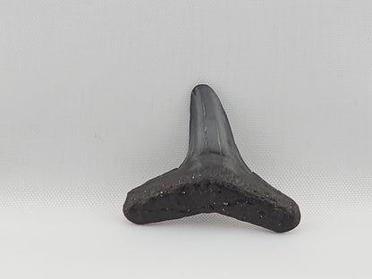 Lemon Shark Tooth ID#59