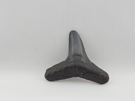 Lemon Shark Tooth ID#59