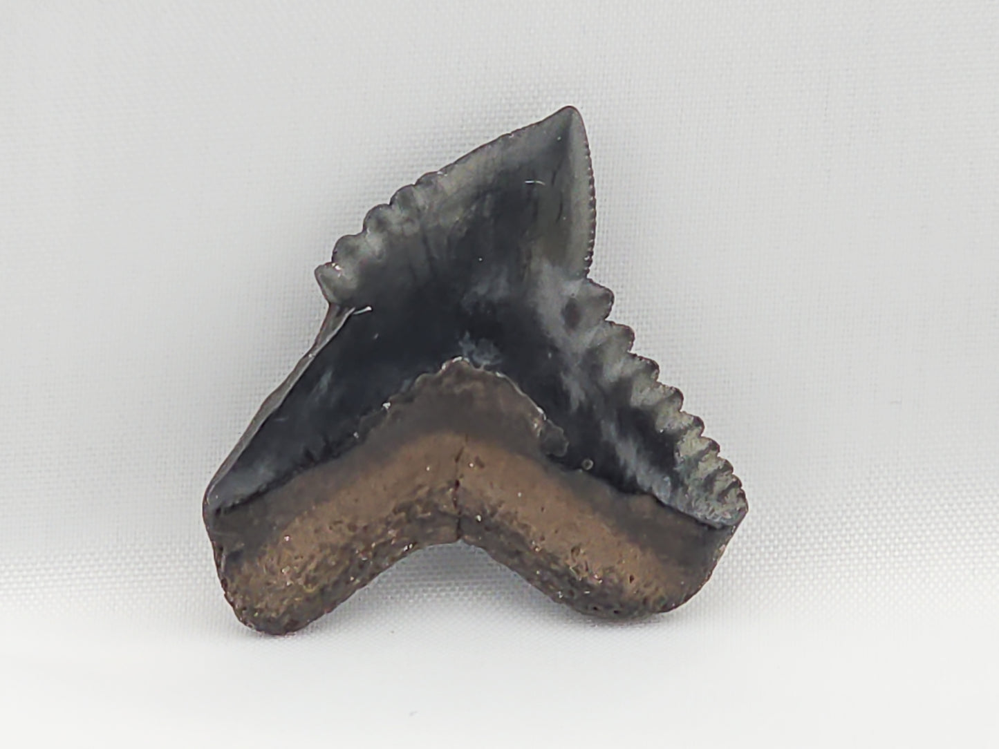 Tiger Shark(Extinct) Tooth ID#5
