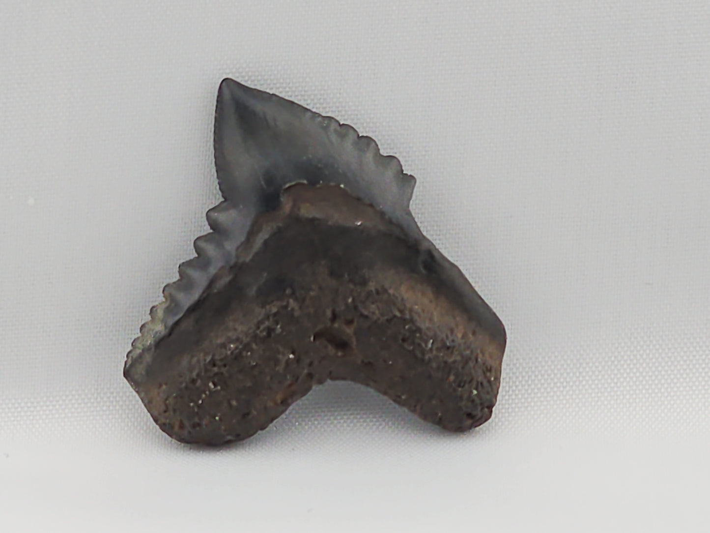 Tiger Shark(Extinct) Tooth ID#5