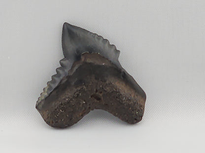 Tiger Shark(Extinct) Tooth ID#5