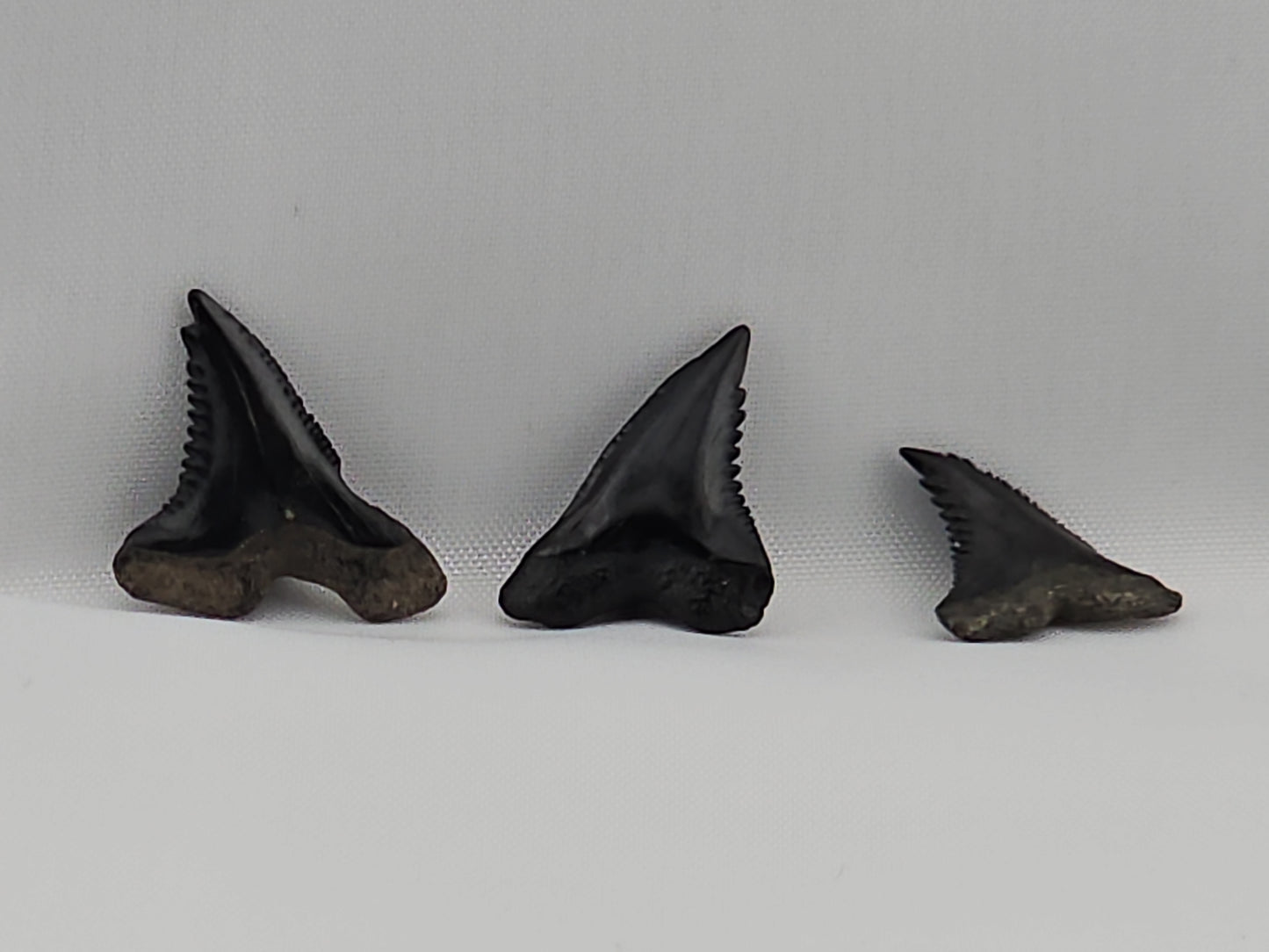 Set of 8 Snaggletooth Shark Teeth ID#60
