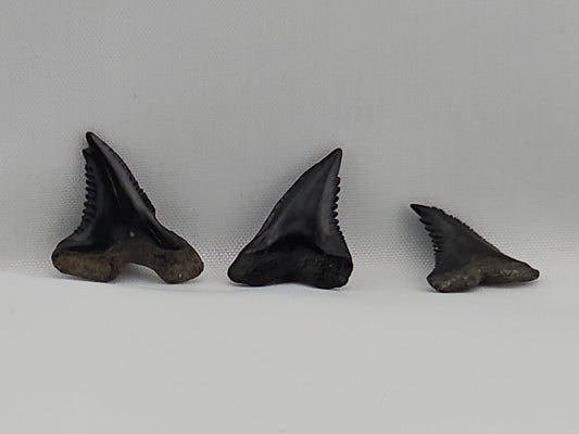 Set of 8 Snaggletooth Shark Teeth ID#60