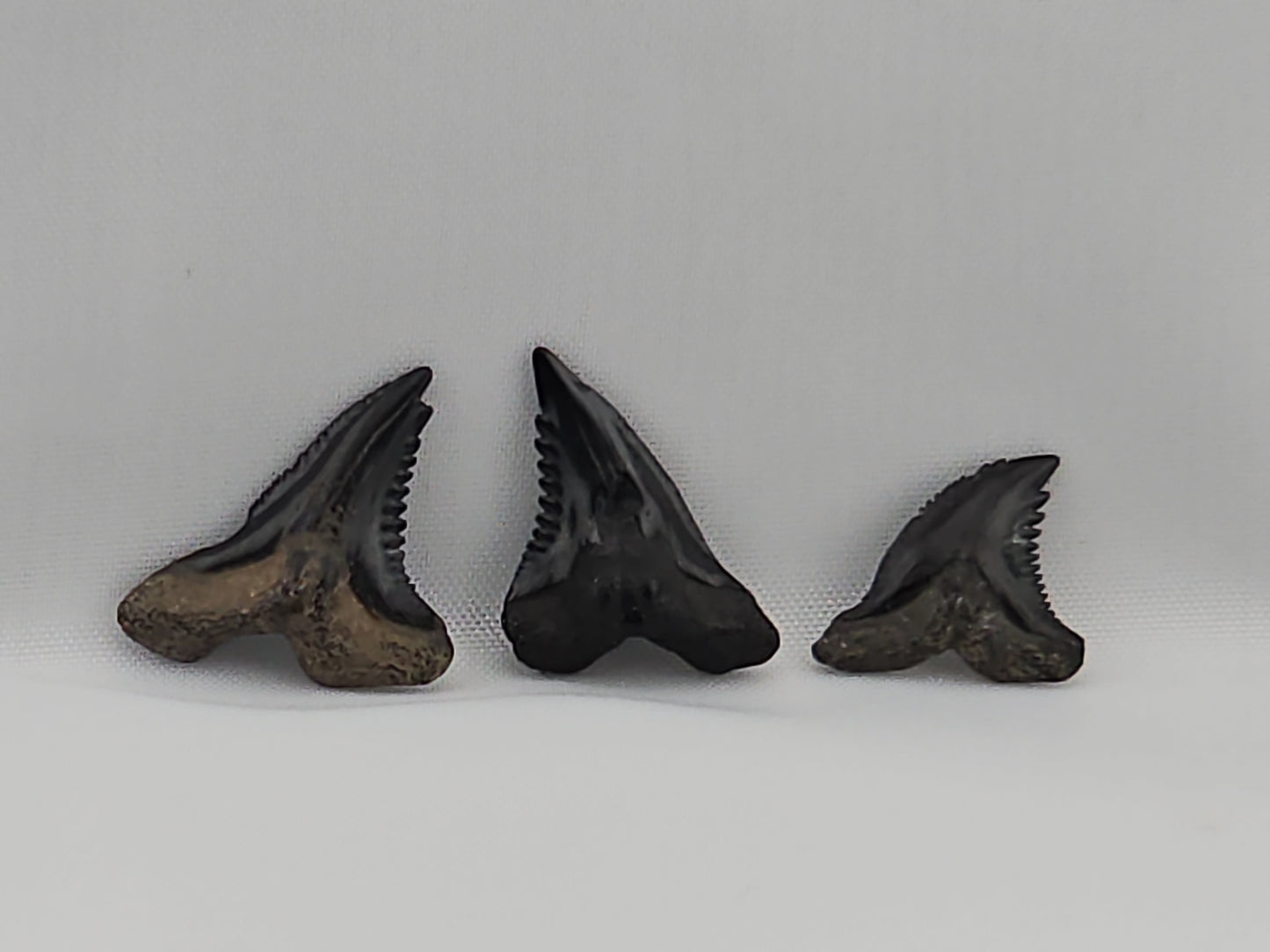 Set of 8 Snaggletooth Shark Teeth ID#60