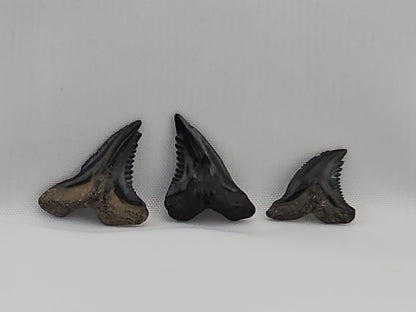 Set of 8 Snaggletooth Shark Teeth ID#60