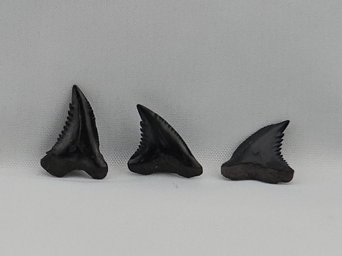 Set of 8 Snaggletooth Shark Teeth ID#60