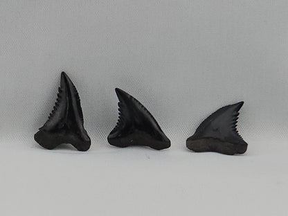 Set of 8 Snaggletooth Shark Teeth ID#60