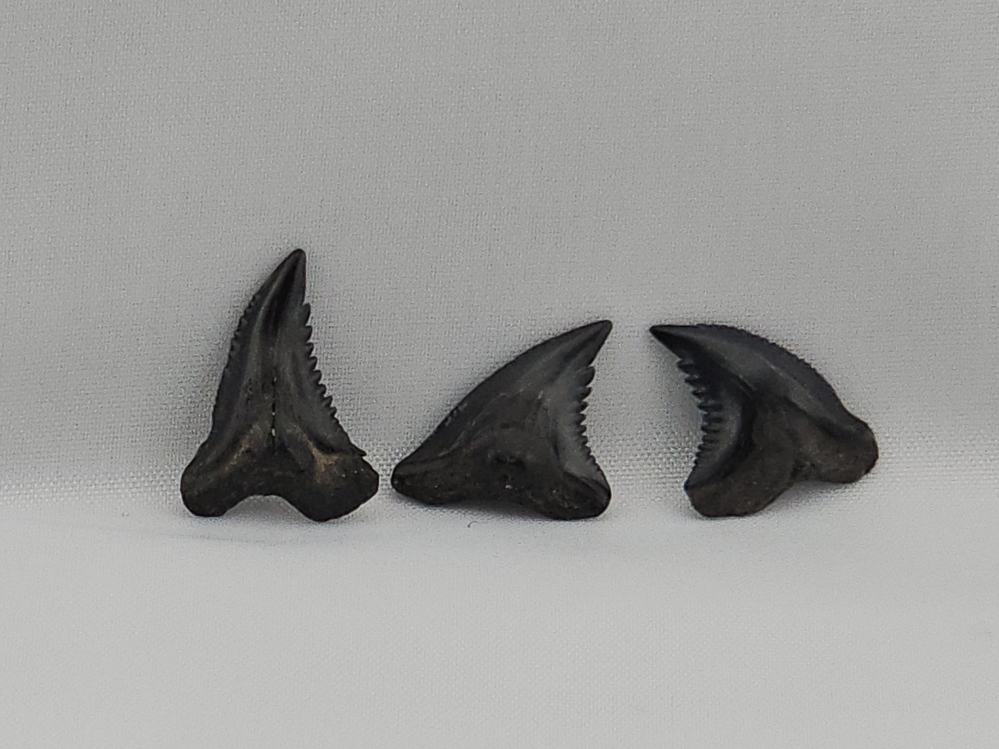 Set of 8 Snaggletooth Shark Teeth ID#60