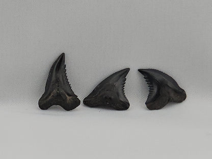 Set of 8 Snaggletooth Shark Teeth ID#60