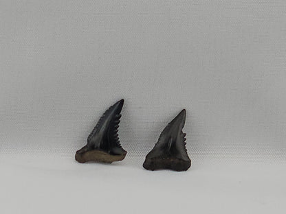 Set of 8 Snaggletooth Shark Teeth ID#60