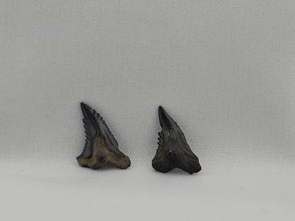 Set of 8 Snaggletooth Shark Teeth ID#60