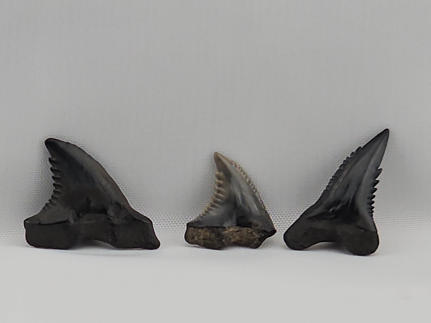 Set of Snaggletooth Shark Teeth ID#61