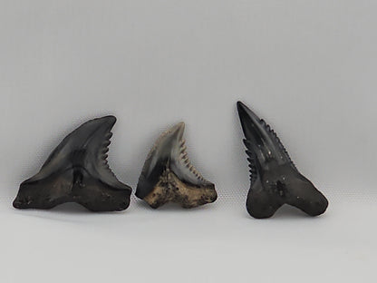 Set of Snaggletooth Shark Teeth ID#61
