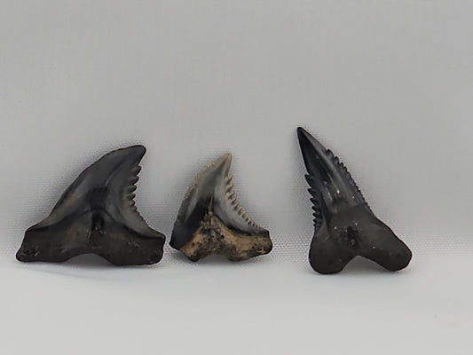 Set of Snaggletooth Shark Teeth ID#61
