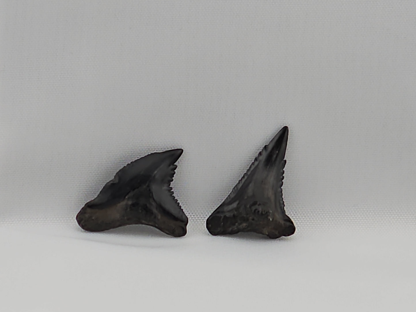 Set of Snaggletooth Shark Teeth ID#61