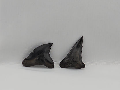 Set of Snaggletooth Shark Teeth ID#61