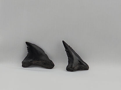 Set of Snaggletooth Shark Teeth ID#61