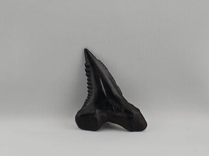 Set of Snaggletooth Shark Teeth ID#62