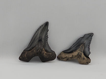 Set of Snaggletooth Shark Teeth ID#62