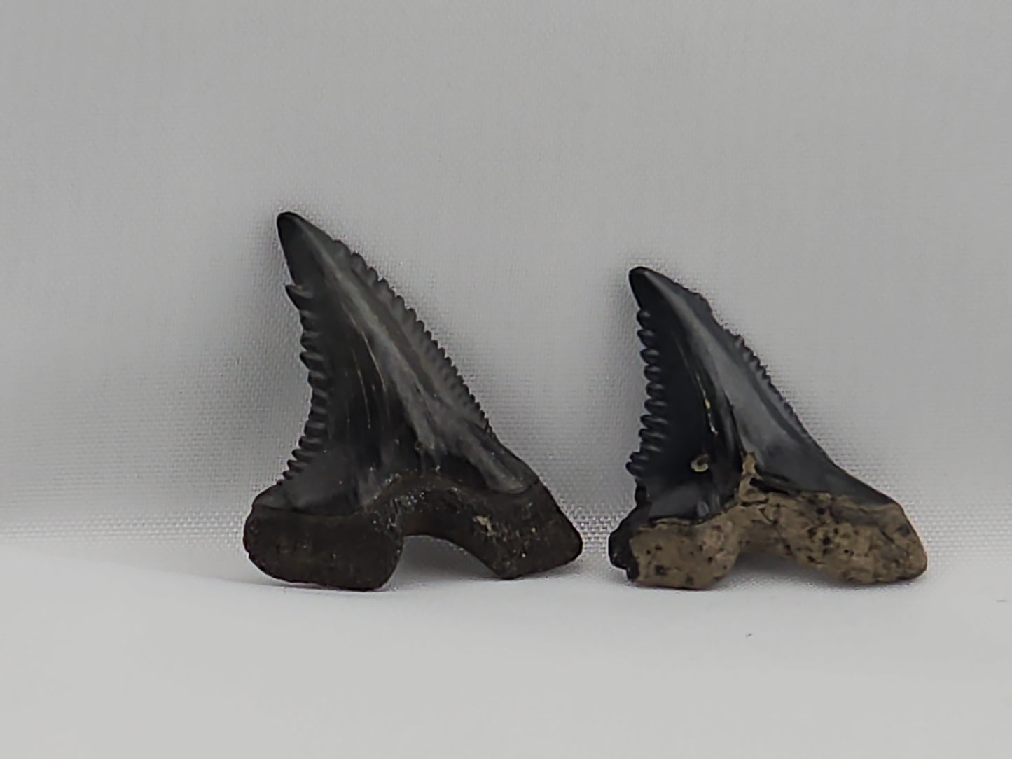 Set of Snaggletooth Shark Teeth ID#62