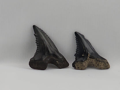 Set of Snaggletooth Shark Teeth ID#62