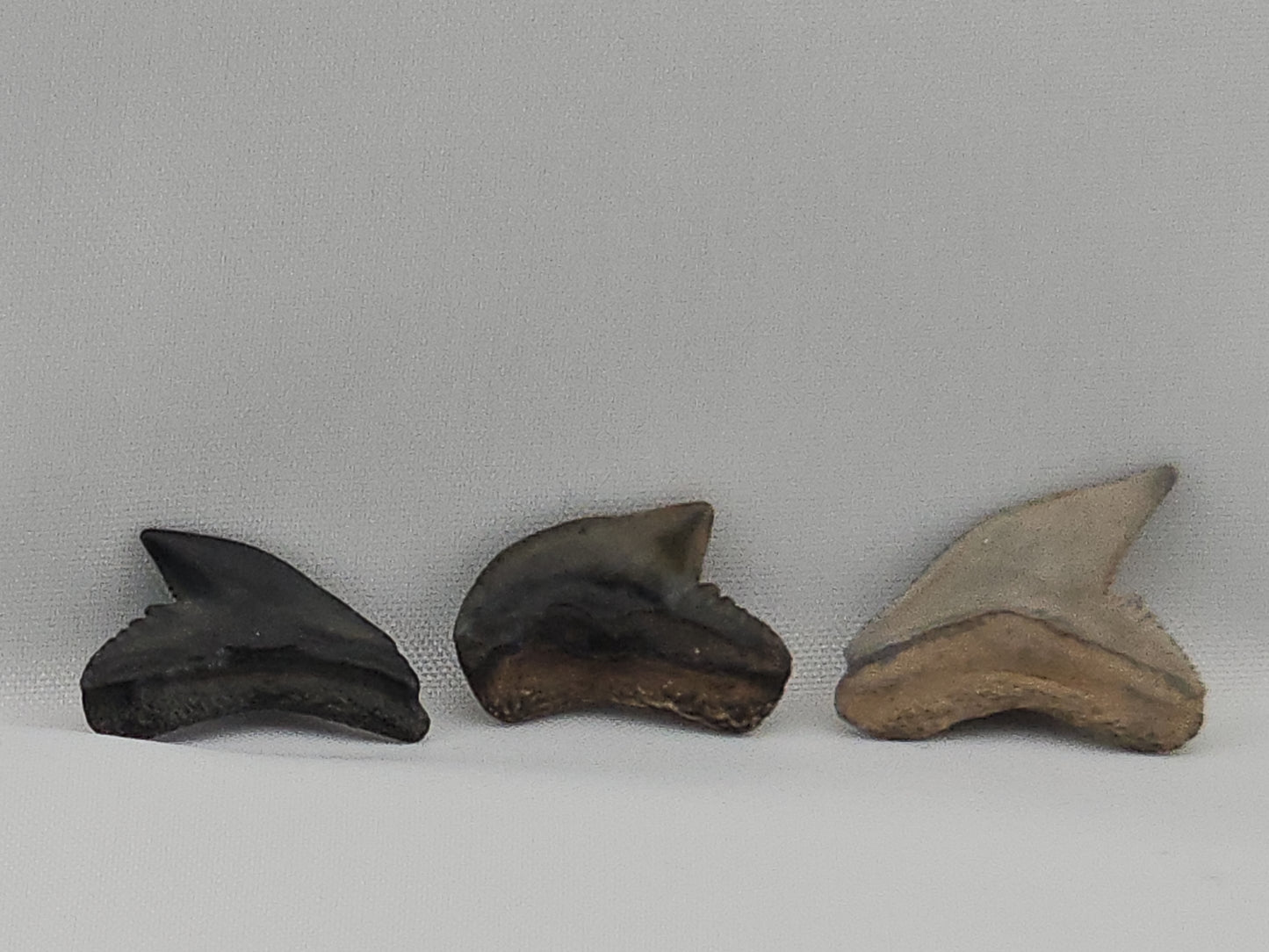 Set of Extinct and Modern Tiger Shark Teeth ID#63