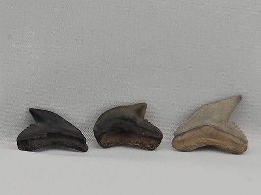 Set of Extinct and Modern Tiger Shark Teeth ID#63