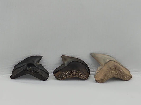 Set of Extinct and Modern Tiger Shark Teeth ID#63
