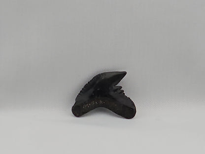 Set of Extinct and Modern Tiger Shark Teeth ID#63