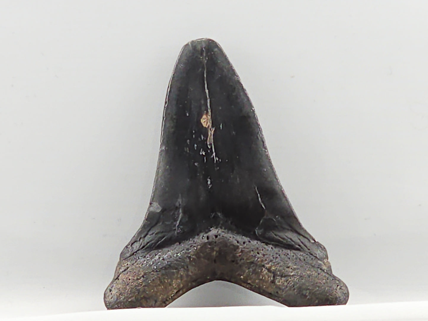 Otodus chubutensis Tooth ID#64