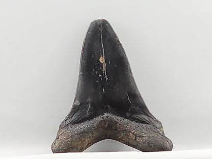 Otodus chubutensis Tooth ID#64