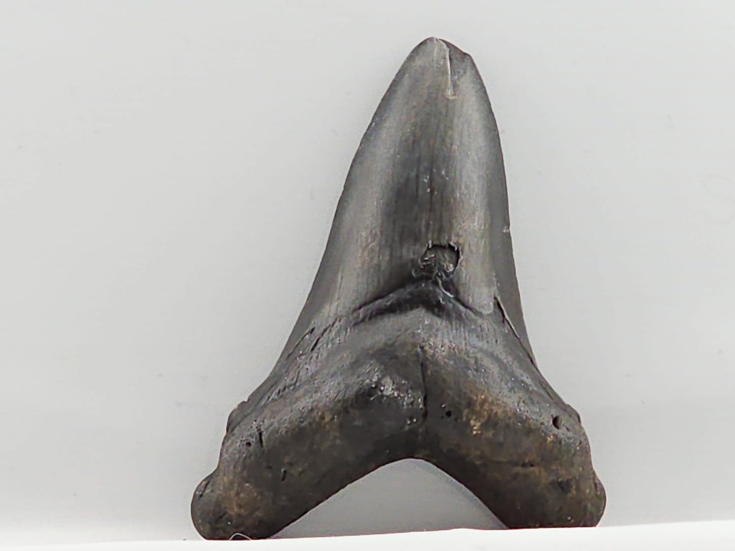Otodus chubutensis Tooth ID#64